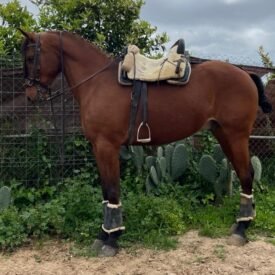 doma vaquera,romerias,caballo cruzado,vendo caballo