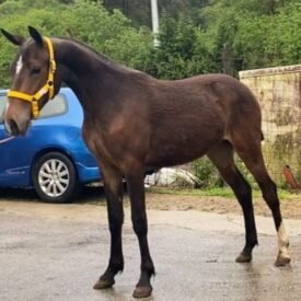 doma vaquera,caballo de deporte,sicab,ehorses,doma de campo,equitacion,hipicas