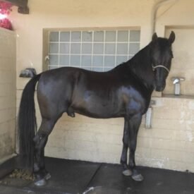 PURA RAZA ESPAÑOL,CABALLO NEGRO