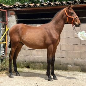 PURA RAZA ESPAÑOL,SICAB