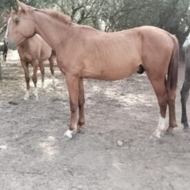 CDE CABALLO