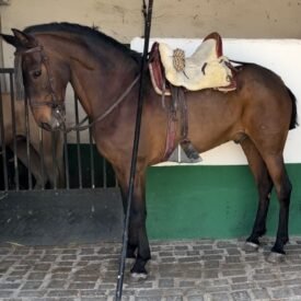 DOMA VAQUERA