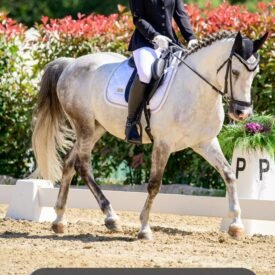 PONY C