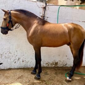 LUSITANO ,GOLEGA