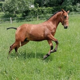 HISPANO ARABE