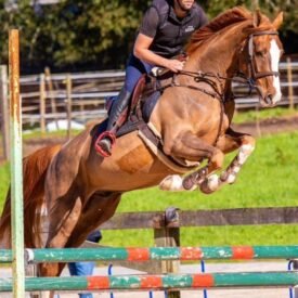 CABALLO DE SALTO