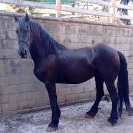 FRISON