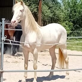 CABALLO ALBINO