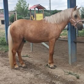 PONY B