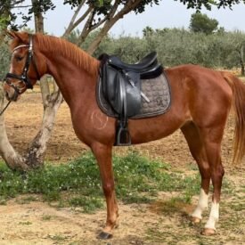 PONY D