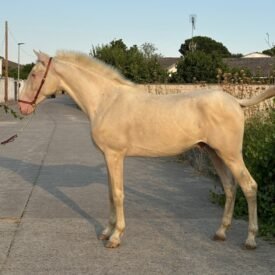 CAPA DILUIDA ALBINO,PALOMINO