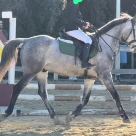 PONY D