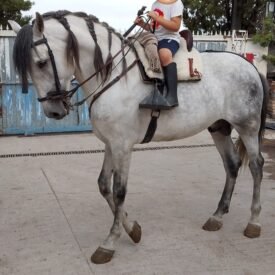 PURA RAZA ESPAÑOL