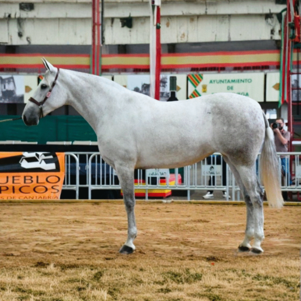 Diseño sin título_20251119_210520_0000