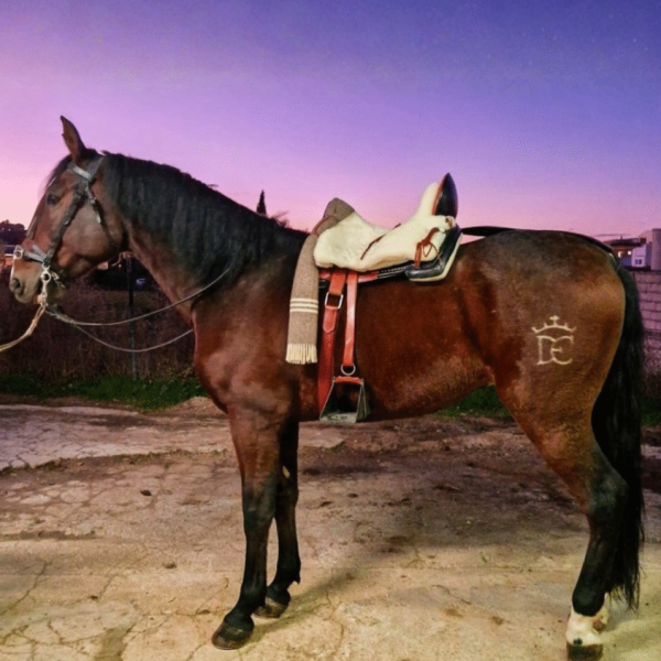 Diseño sin título_20251122_173730_0000