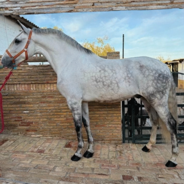 Diseño sin título_20251227_164737_0000