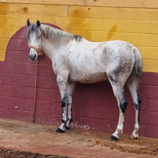 Diseño sin título_20260111_211052_0000