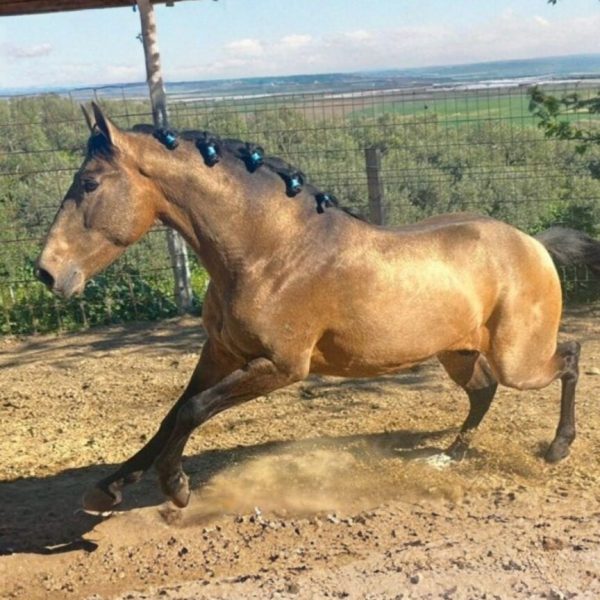 Diseño sin título_20260319_180555_0000