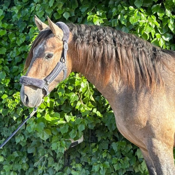 PURA RAZA ESPAÑOL.DOMA CLASICA,VENTA DE CABALLOS ,COMPRO CABALLO,ANCCE,SICAB