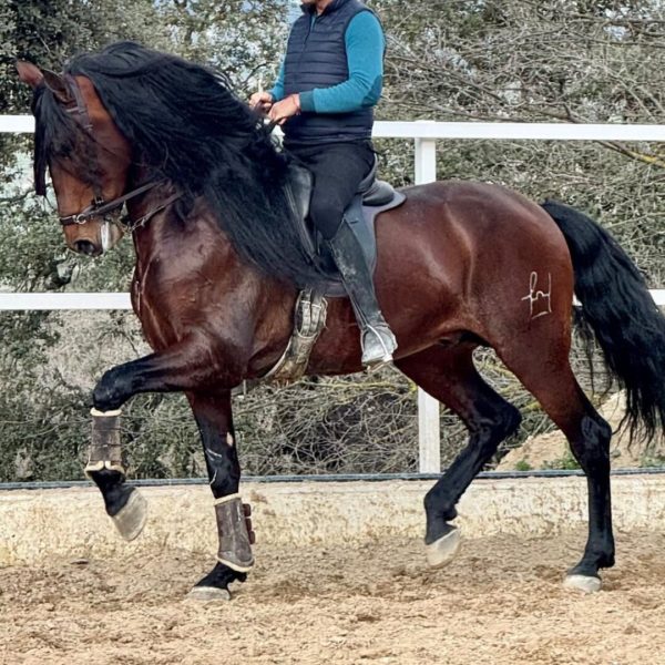 ALTA ESCUELA CABALLOS