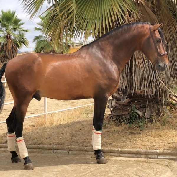 PURA RAZA ESPAÑOL CABALLOS RUBEN DIAZ