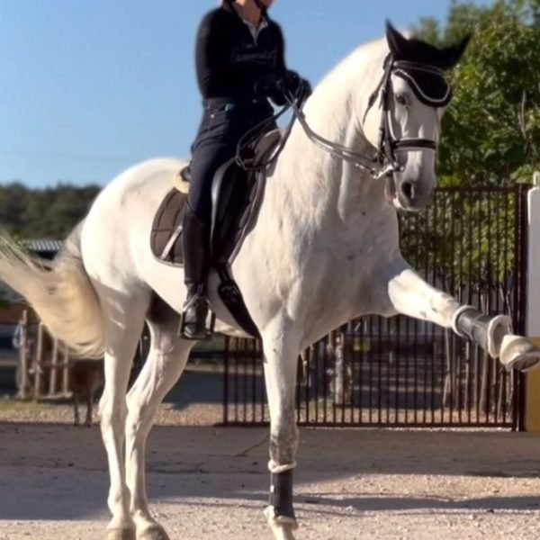 pura sangre lusitano venta de caballos