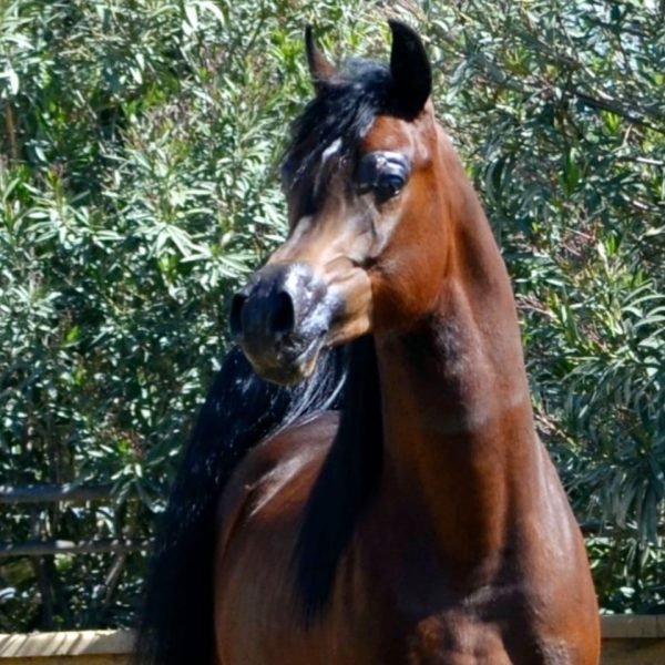 PURA RAZA ARABE ,CABALLO,YEGUAS
