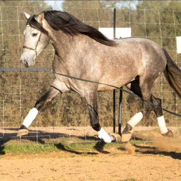 CABALLO BLANCO ANCCE