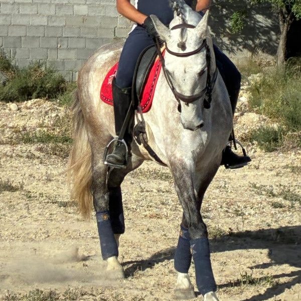 EQUITACION ,HIPICA,ECUESTRE