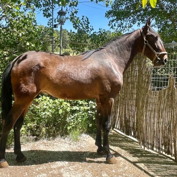 HEBREO AL ANDALUS BARBERA XIX REMACHE XIII HEBREA XXIII BARQUITO EDUCADO X