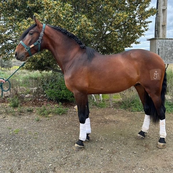 POTROS,YEGUADAS,ESCALERA