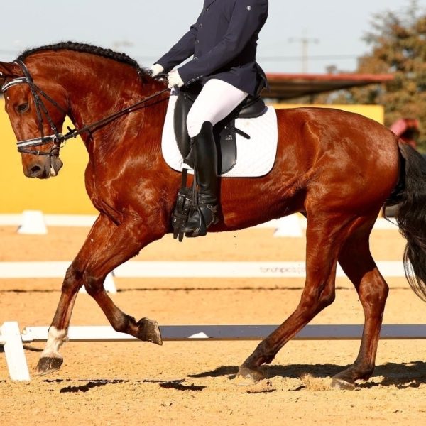 CABALLO MAESTRO NIVEL SANJORGE