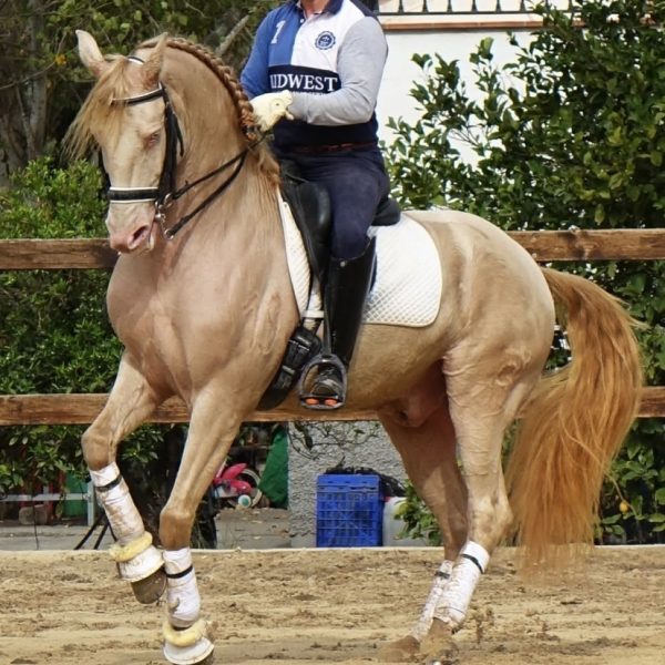 PURA SANGRE LUSITANO