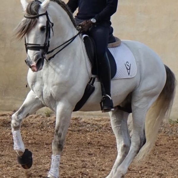 PURA SANGRE LUSITANO