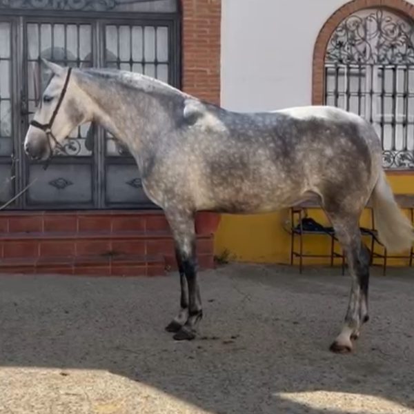 PURA RAZA ESPAÑOLA YEGUA CABALLO