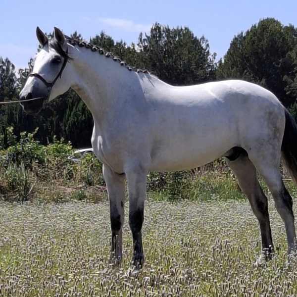 caballos ,YEGUAS,EHORSE