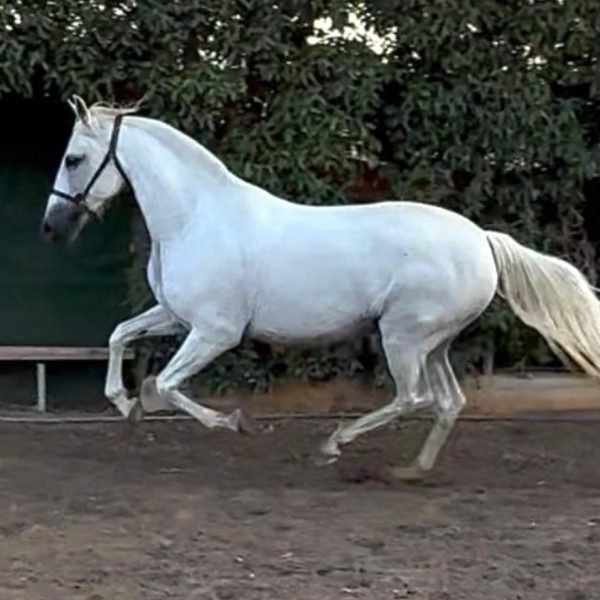 YEGUA PURA RAZA ESPAÑOLA