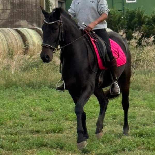 Screenshot_20251029_171332_WhatsApp