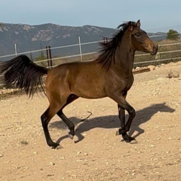 Screenshot_20251117_183002_WhatsApp