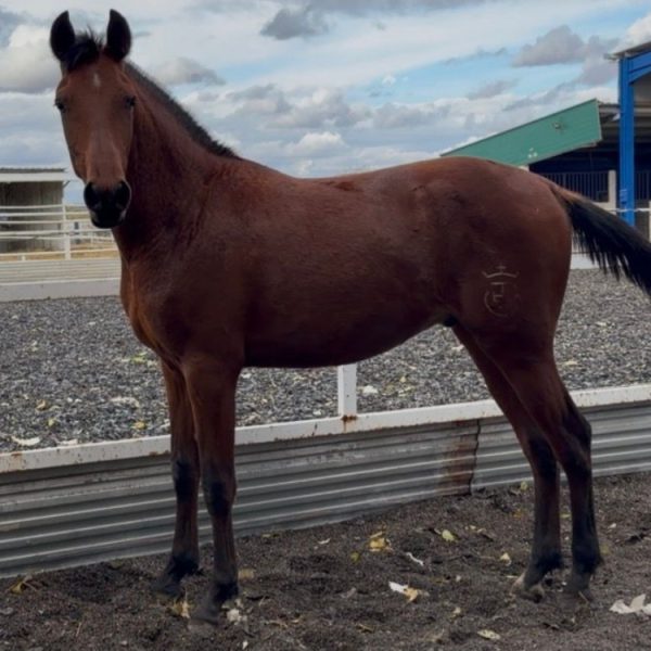 Screenshot_20251118_185744_WhatsApp