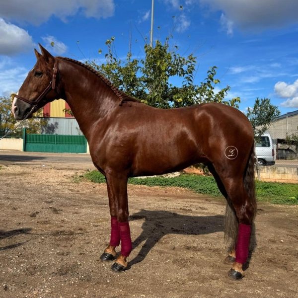 Screenshot_20251208_203222_WhatsApp