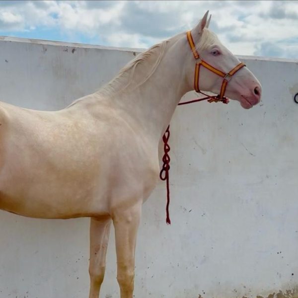 Screenshot_20251209_175304_WhatsApp