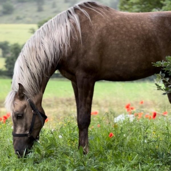 Screenshot_20251227_190328_WhatsApp