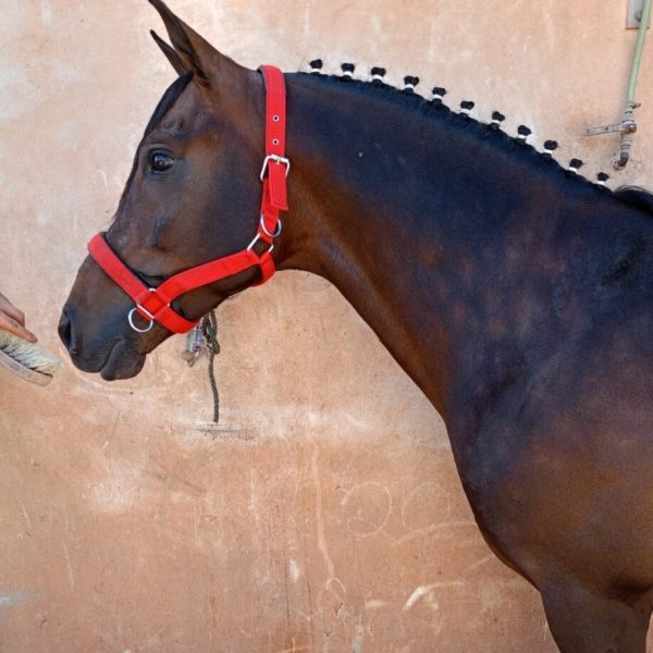 Screenshot_20251227_191037_WhatsApp