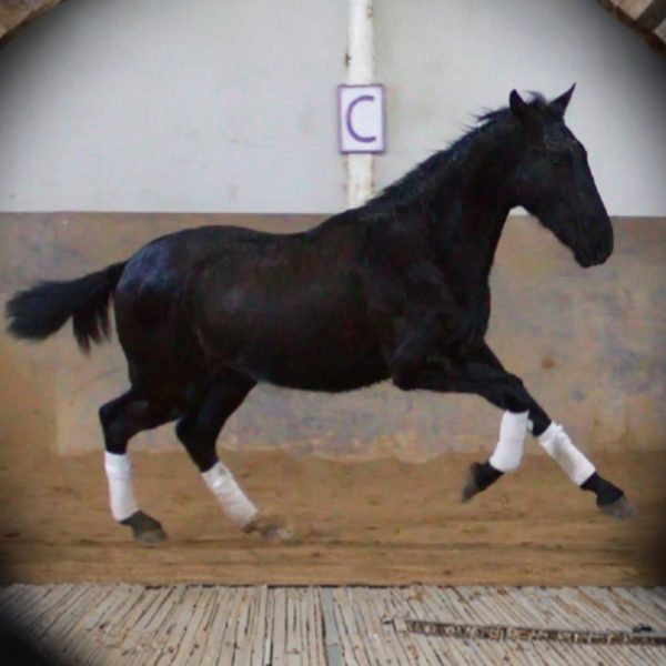 Screenshot_20260104_214243_Canva