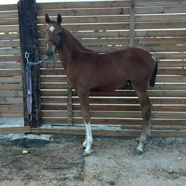 Screenshot_20260104_221044_WhatsApp