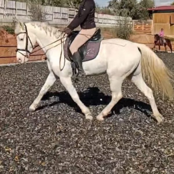 Screenshot_20260106_202800_WhatsApp