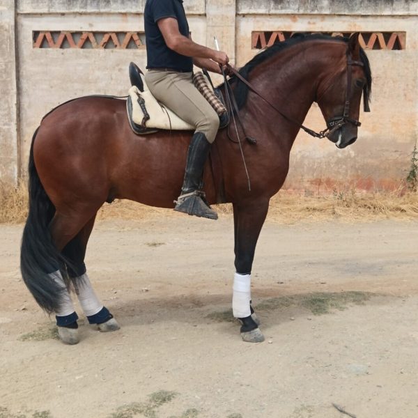 Screenshot_20260124_173100_WhatsApp