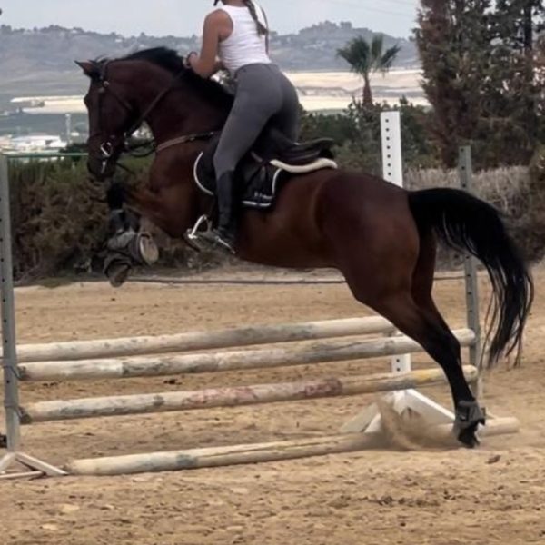 Screenshot_20260201_113729_WhatsApp