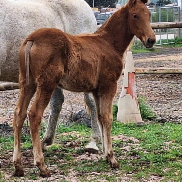 Screenshot_20260218_211501_WhatsApp (1)